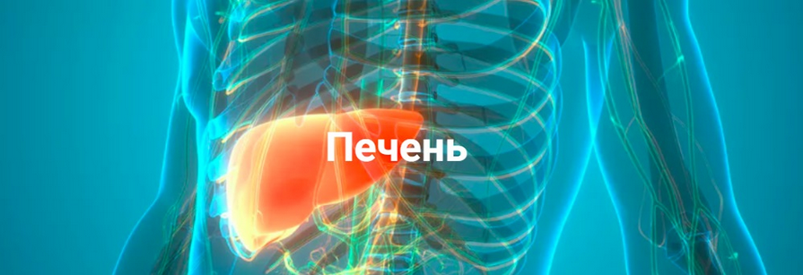 [Никита Истомин] Печень (2024)_0.png